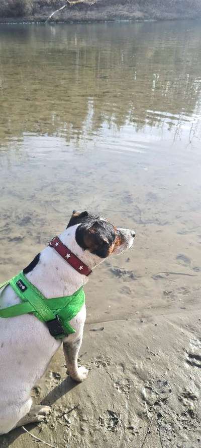 Jack Russell-Beitrag-Bild