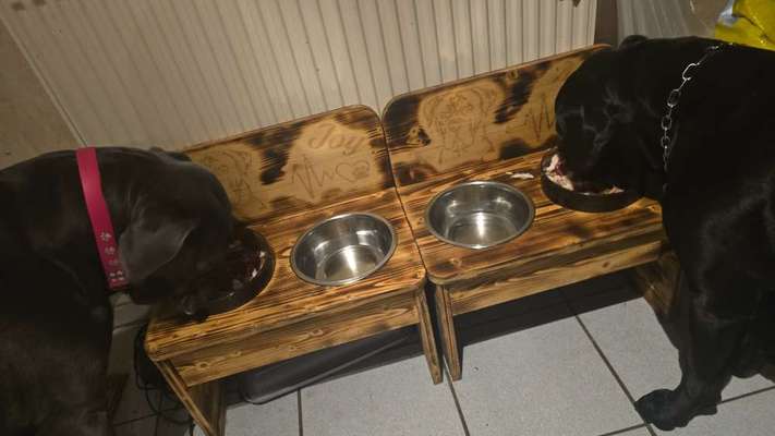 cane corso-Beitrag-Bild