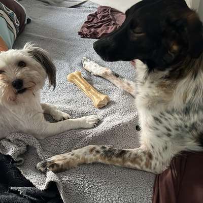 Hundetreffen-Spiel und Gassirunde-Bild