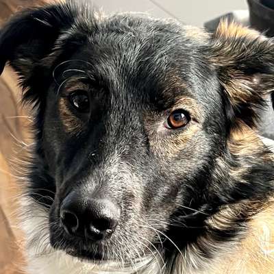 Hundetreffen-Spielen und spazieren-Bild