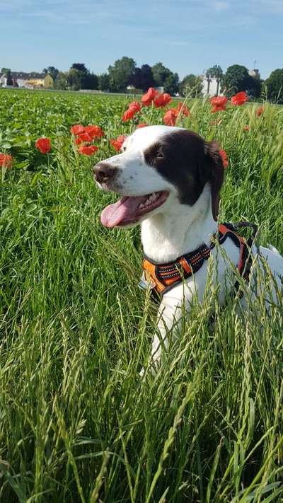 Podencomischling oder Podenco-Beitrag-Bild