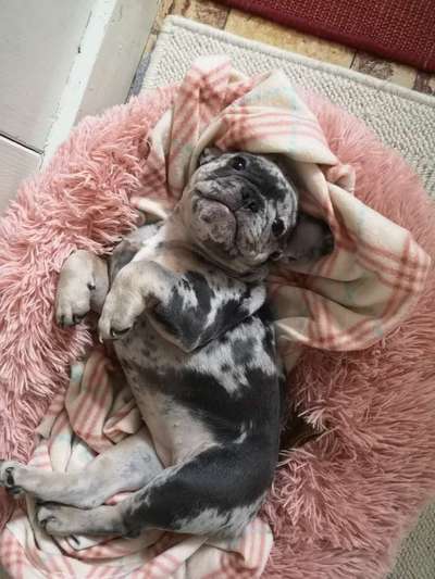 Welpen Bilder !-Beitrag-Bild