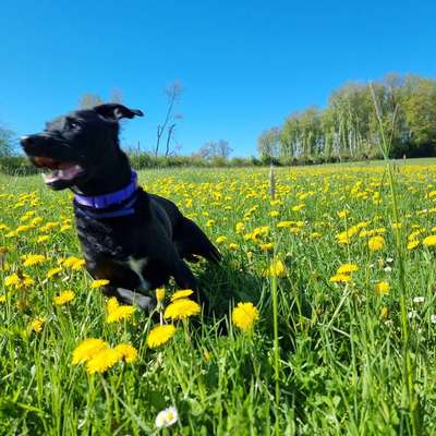 Hundetreffen-Hundefreunde gesucht-Bild