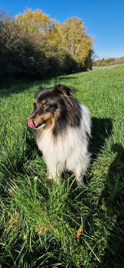 Shelties-Beitrag-Bild