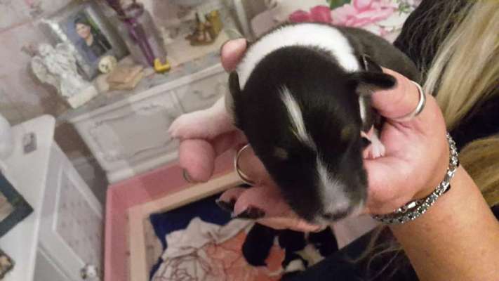 Das erste Bild eures Hundes-Beitrag-Bild