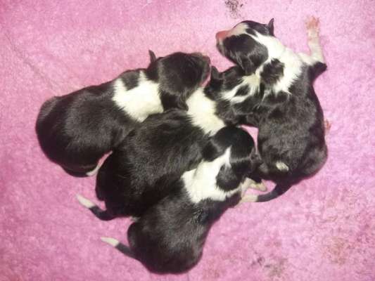 Das erste Bild eures Hundes-Beitrag-Bild