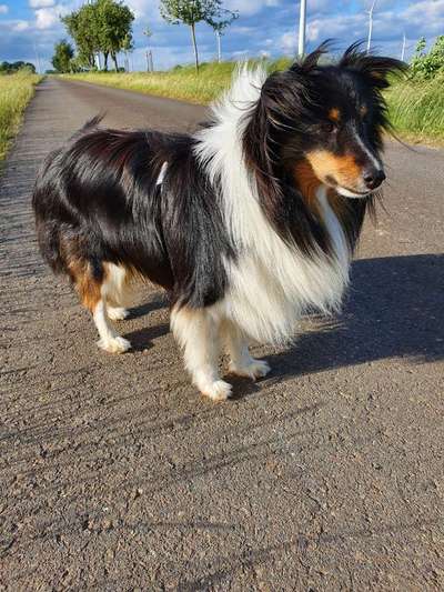 Shelties-Beitrag-Bild