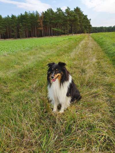 Shelties-Beitrag-Bild