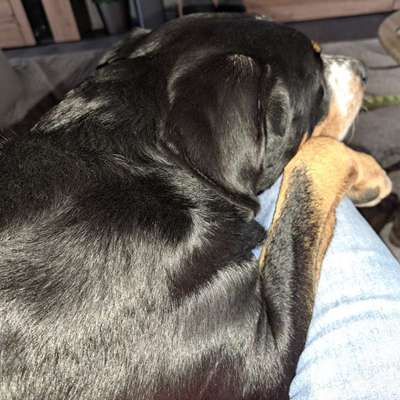 ⁉️🎄 Hund an Weihnachten nicht erwünscht?!-Beitrag-Bild