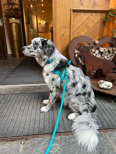 Hundetreffen-Suche Spielgefährten für meinen 7 Monate alten Mini Aussie-Bild