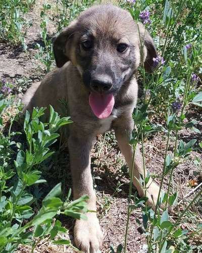 DSH vorprogrammiert für Gesundheitliche Probleme?-Beitrag-Bild