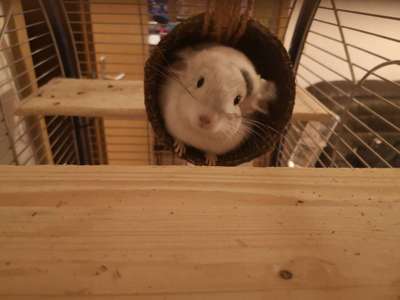 Andere Haustiere?-Beitrag-Bild