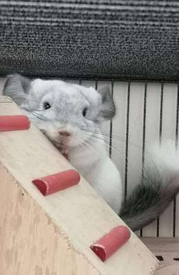 Andere Haustiere?-Beitrag-Bild