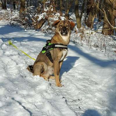 DSH vorprogrammiert für Gesundheitliche Probleme?-Beitrag-Bild