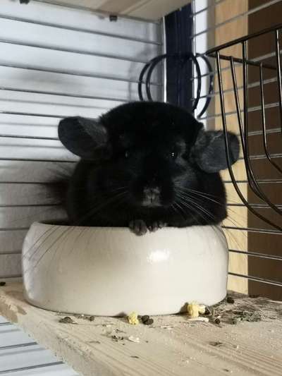 Andere Haustiere?-Beitrag-Bild