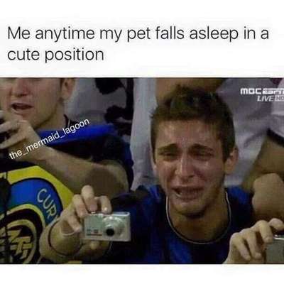 Hunde Memes-Beitrag-Bild