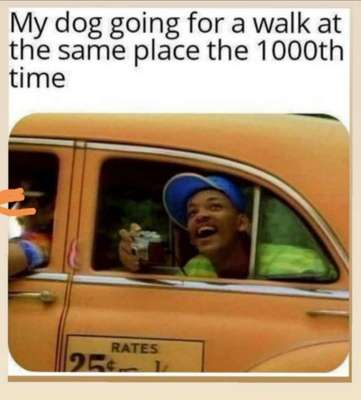 Hunde Memes-Beitrag-Bild