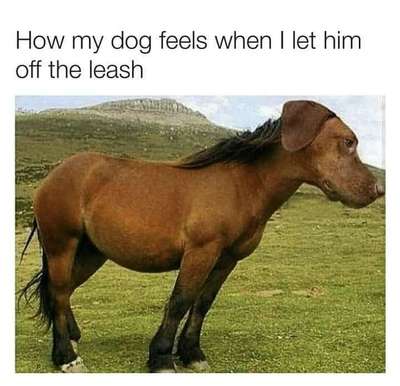 Hunde Memes-Beitrag-Bild