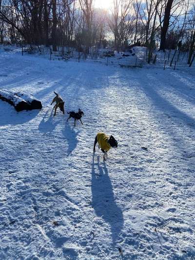 Eingreifen und Korrigieren im Hundepark-Beitrag-Bild