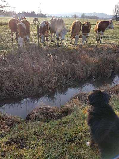 Fotos &Collagen: Beobachtungsposten-Beitrag-Bild