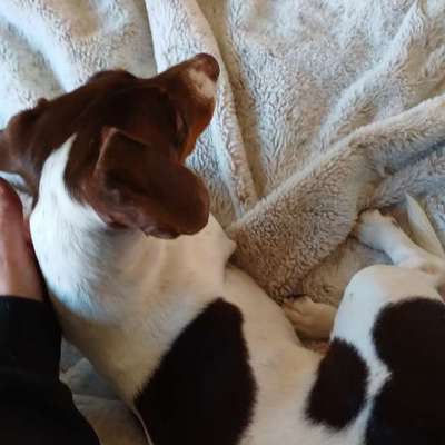 Hundetreffen-Dackel Treffen und Gassi Runden-Bild