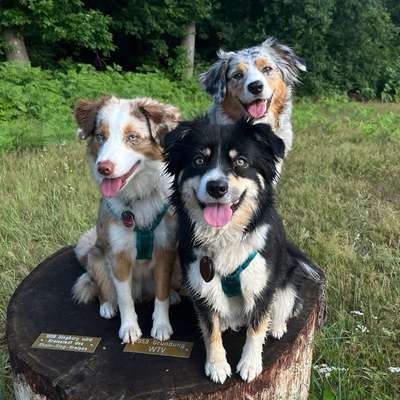 Hundetreffen-Flitzerunde in Kassel