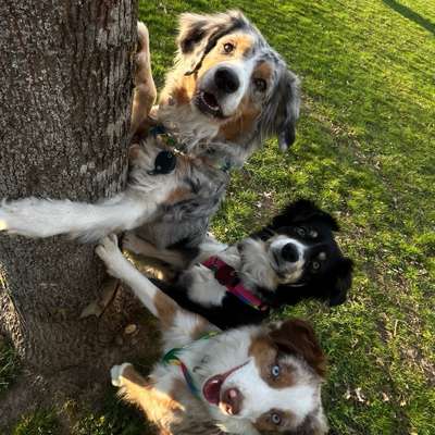 Hundetreffen-Spazieren und Flitzen in Hennef oder Buisdorf-Bild