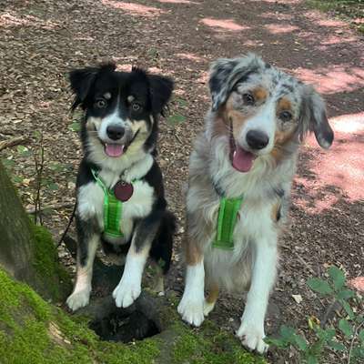 Hundetreffen-Flitzerunde in Kassel