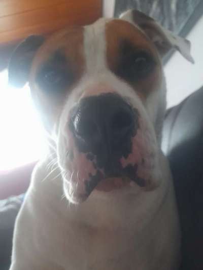 Freunde von 'Kampfhunden'-Beitrag-Bild