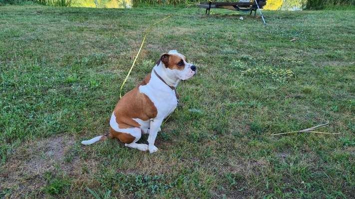 Hundetreffen-Nalbach-Bild