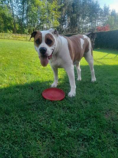 Freunde von 'Kampfhunden'-Beitrag-Bild