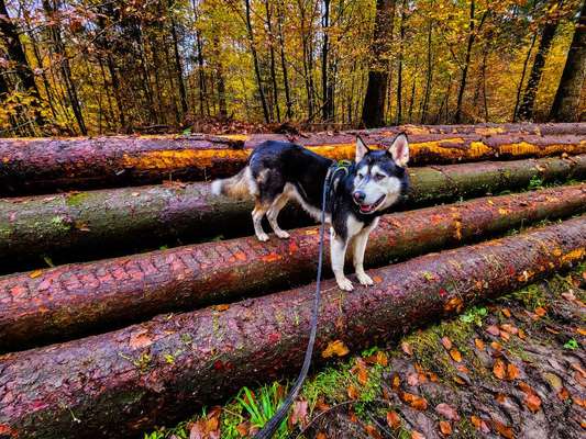 Hundetreffen-Spazieren im Wald-Bild