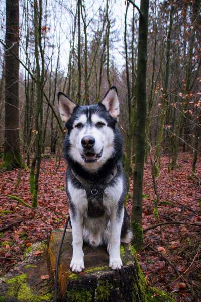 Hundetreffen-Fotoshooting 🥰📸-Bild