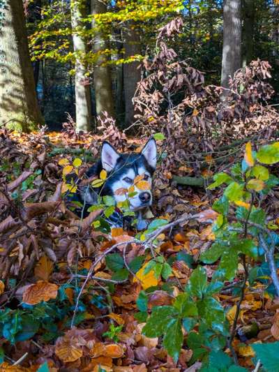 Hundetreffen-Spaziergang und Quatschen-Bild