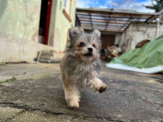 Dogorama Photo Challenge - Einmal lächeln bitte-Beitrag-Bild