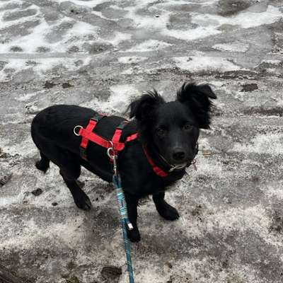 Hundetreffen-Welpen- / Junghunde Spielrunde-Bild