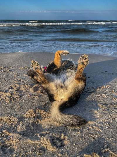 Die Dogorama Wochen Challenge-Beitrag-Bild