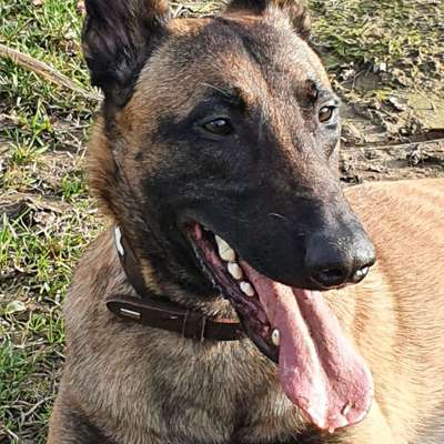 Hundetreffen-Schäferhunde in Nettetal-Profilbild