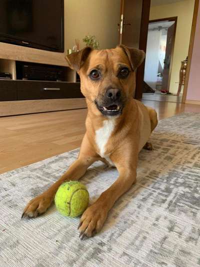 Die Dogorama Kalender Challenge Titelbild-Beitrag-Bild