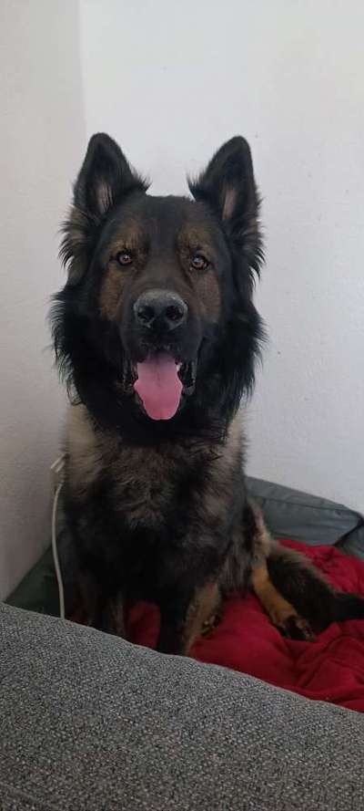 Hundetreffen-Gemeinsames Training-Bild