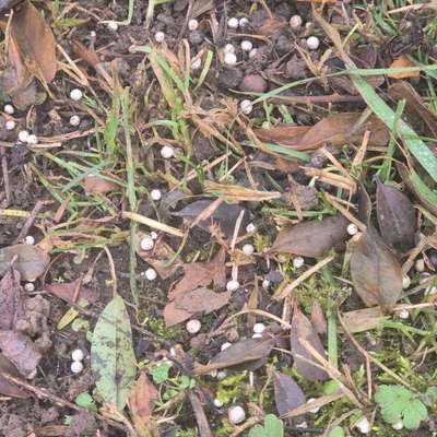 Giftköder-Gift-Bild