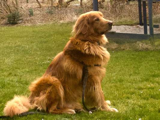 Hovawart-Beitrag-Bild