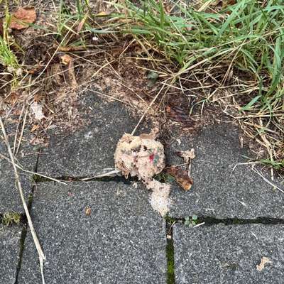 Giftköder-Eventuell Giftköder-Bild