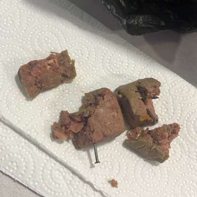 Giftköder-Giftköder in Engstlatt gefunden!!!-Bild