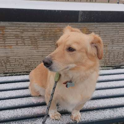 Hundetreffen-Social-Walk im Riemer Park-Bild