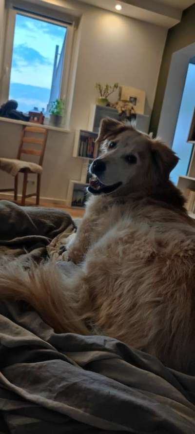 Auslandstierschutz-Beitrag-Bild