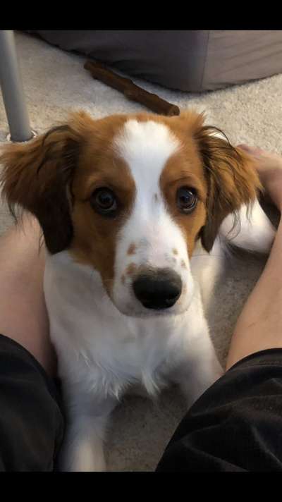 Kooikerhondje-Beitrag-Bild