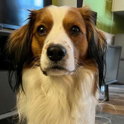 Hundetreffen-Spielfreundin gesucht