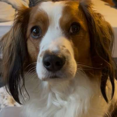 Hundetreffen-Spielfreundin gesucht Friedrichshain-Bild