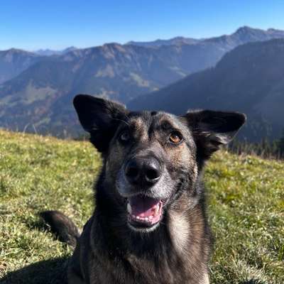Hundetreffen-Gemeinsamer Spaziergang